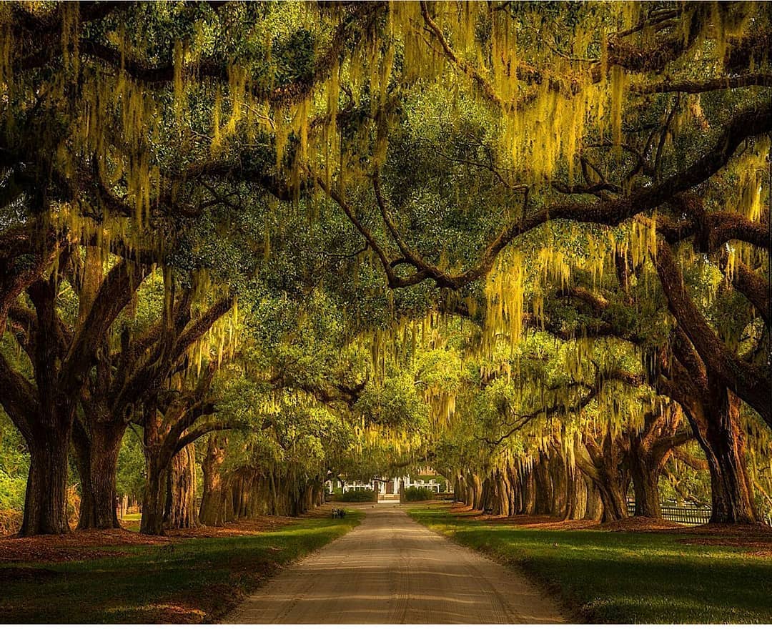 Ave Of The Oaks