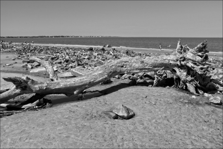 Your Guide to Visiting Driftwood Beach on Jekyll Island | Lighthouse Vacations